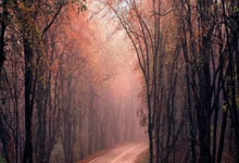 德甲-拜仁2-2遭弗赖堡绝平 5战仅1胜落后药厂7分.